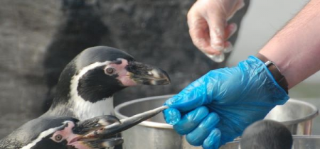 Penguin feeding experience