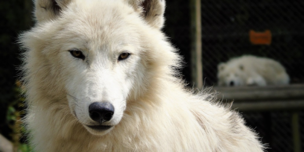 Buy Arctic Wolf Experience Book Now Tickets Online Wingham