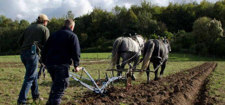 Ploughing with heavy horses