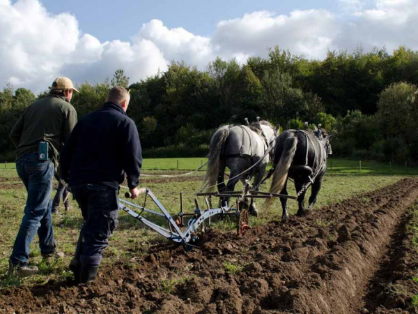 Ploughing with heavy horses