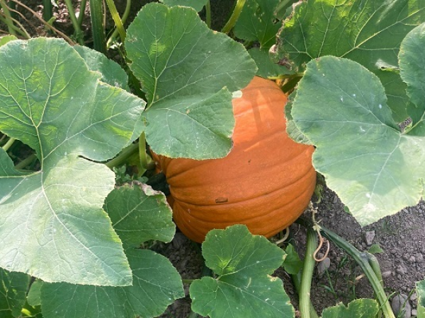 Farm Admission - PYO Pumpkin picking