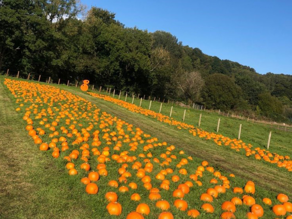 Pumpkin Picking