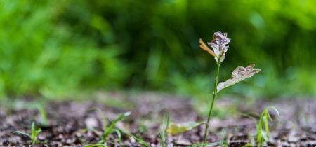 Community Volunteering: Bluebell Seed Collection Shenley Wood