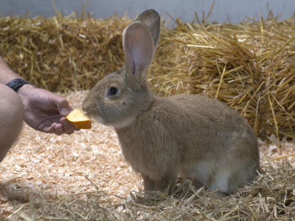 Animal Encounters - Small Animals (Fluffies)