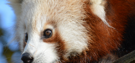 Red Panda Experience - Book Now!