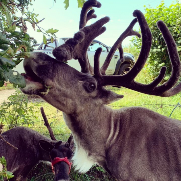 Buy Santa's Grotto 2023 Tickets online Woodland Walk Garden Centre