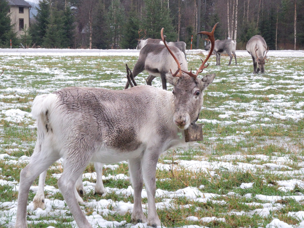 Meet Father Christmas in our Real Reindeer Grotto
