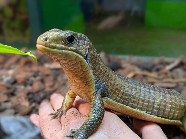 Animal Encounter - Reptiles