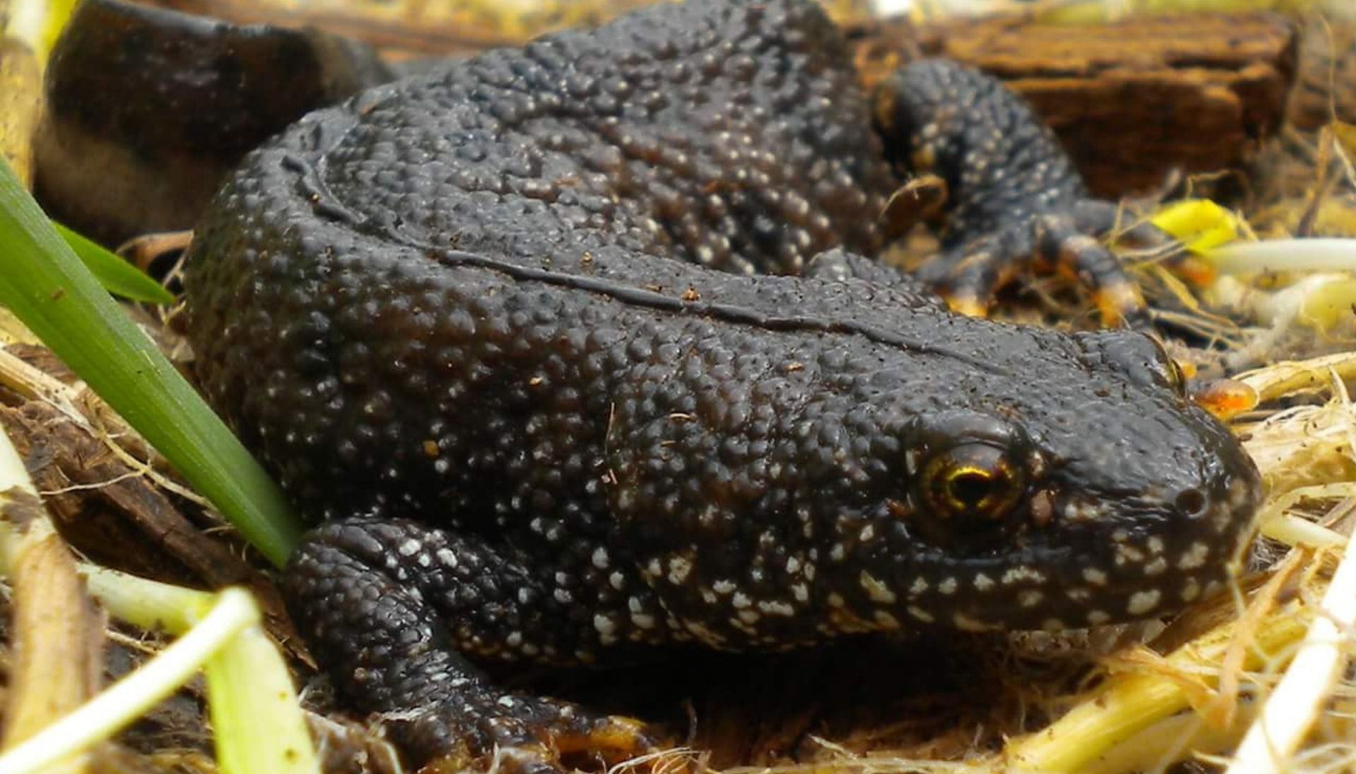 Talk: Reptiles and amphibians in MK and what you can do to help them