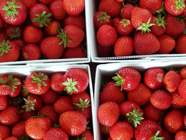 Pick Your Own Fruit