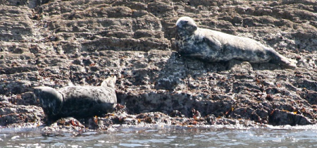 Seals & Lighthouse Cruise