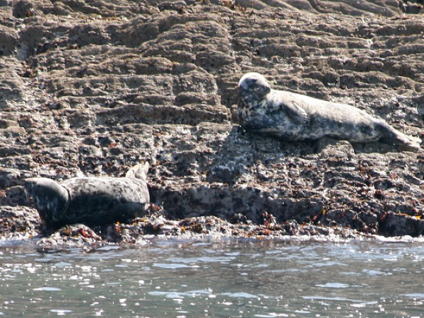 Seals & Lighthouse Cruise