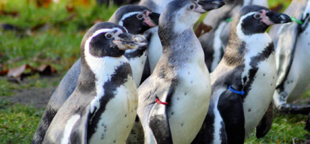 Penguin Experience - Book Now!
