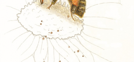 Studying and Sketching Pollinating Insects with Cath Hodsman