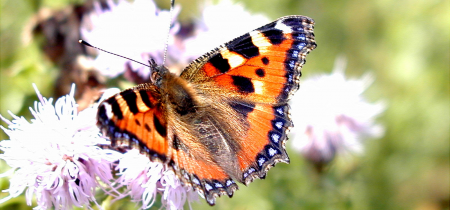 Pollinator Ponder & Wildlife Wander