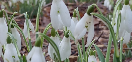 Springtime Snowdrops 2024