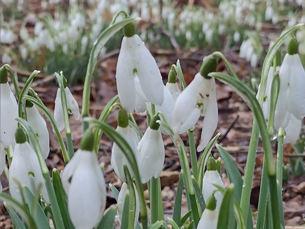Springtime Snowdrops 2024