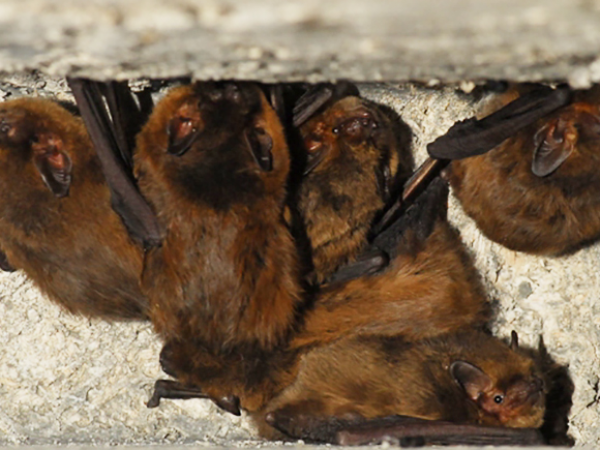 Evening Bat Walk (Arundel)