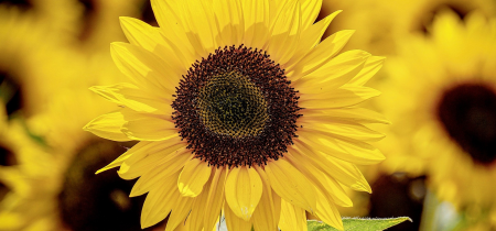 PYO Sunflowers