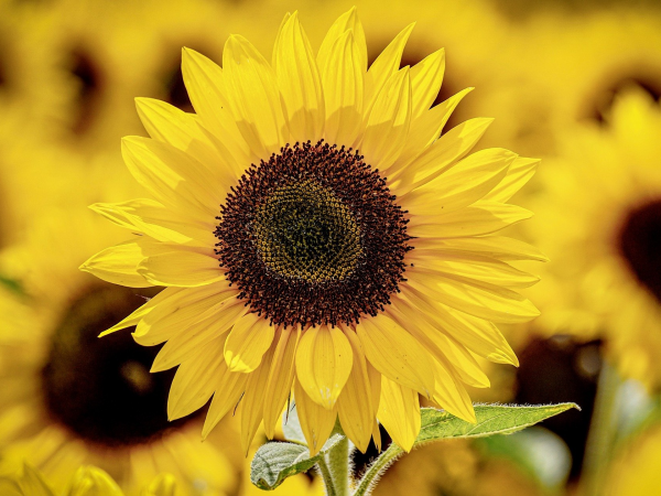 PYO Sunflowers