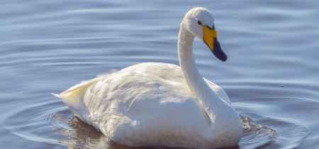 Floodlit Swan Evenings (Martin Mere)