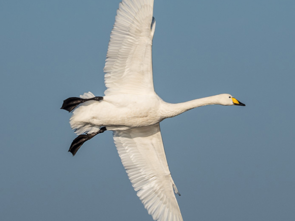Wetland Wakeup (Welney)