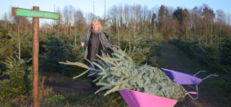 Cut your Own Christmas Tree