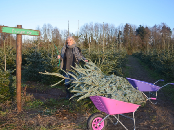 Cut your Own Christmas Tree