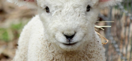 Lambing Festival 14th - 23rd February