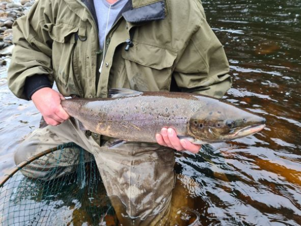 River Tees Fishing Permit - Salmon and Trout