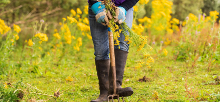 Community Volunteering: Ragwort Clearance