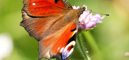 Walk & Talk: Butterfly and Wildflower ID for beginners