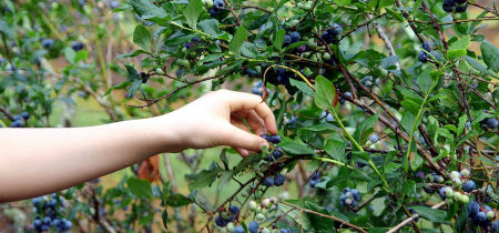 Walk & Talk: Foraging - A Basic Guide To Identifying Common Edible Plants
