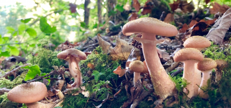Walk & Talk: Fungi - A Beginner's Guide to Mushroom ID