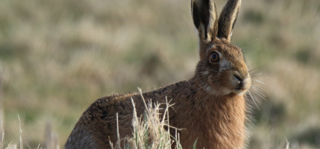 Hare Walk (Welney)