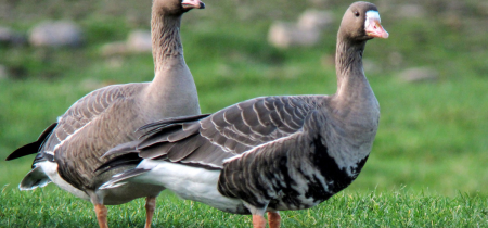 Bird Watch Morning - New Year's Day (Slimbridge 2025)