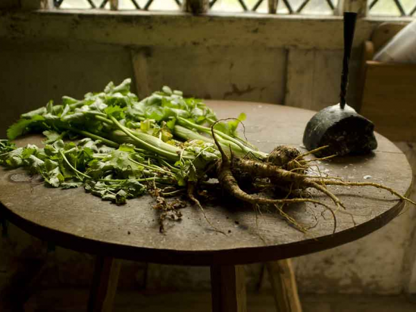 Wild food foraging