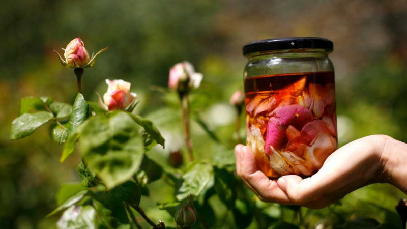 Forage and Wild Medicine Day