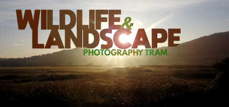Wildlife & Landscape Photography Tram
