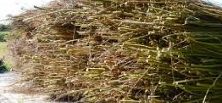 Children's Willow Weaving