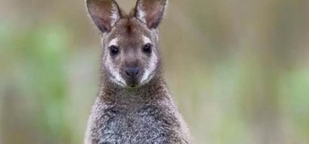 Wallaby Encounter