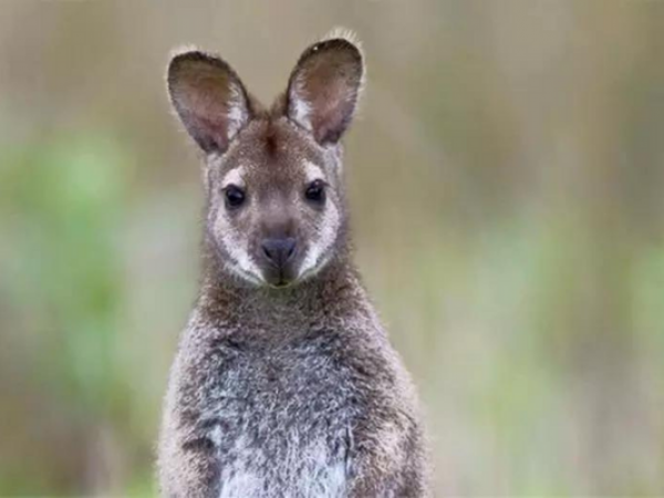 Wallaby Encounter