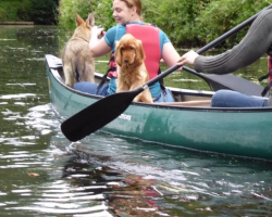 Doggy Paddle! Image