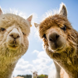 Alpaca Trekking Gift Voucher