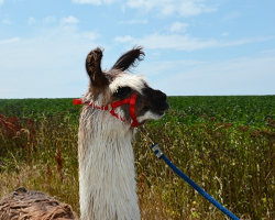 Walk For 2 persons Sharing 1 Alpaca Voucher