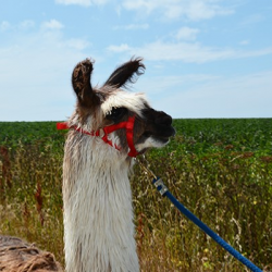 Walk For 2 persons Sharing 1 Alpaca Voucher