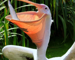 Bird Keeper Experience