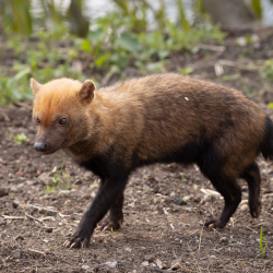 Bush Dog Experience