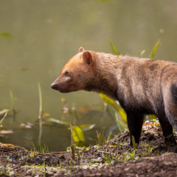 Bush Dog Experience for 2 people