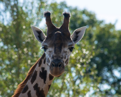 Big Zoo Experience Gift Voucher